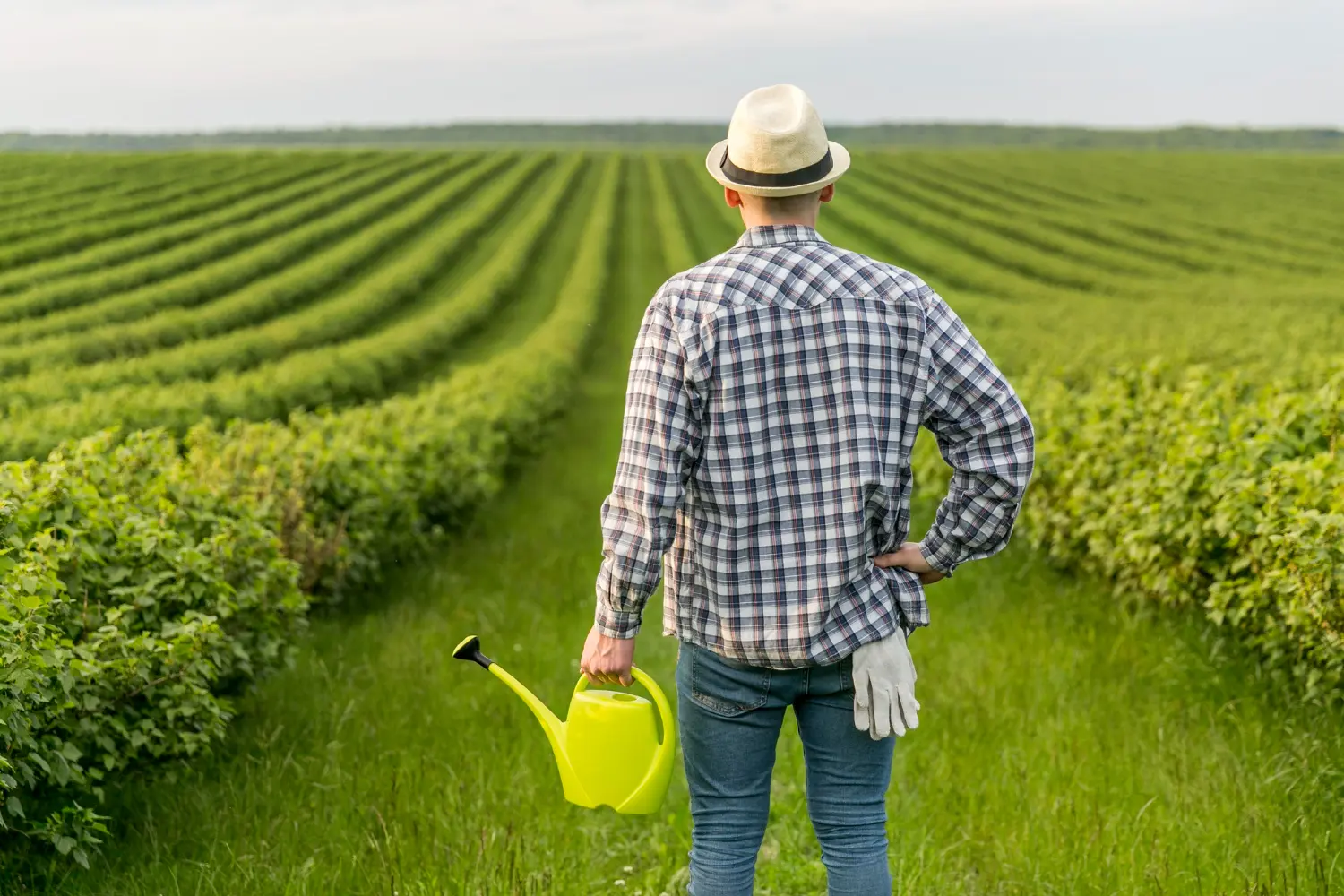 Roundup Granulado para que serve