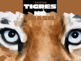 Brown Black International Tiger Day Instagram Story