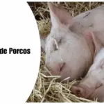 Colorful Realistic Farm Animal Information Presentation