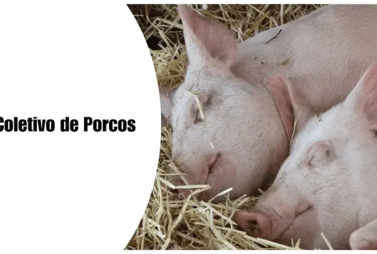 Colorful Realistic Farm Animal Information Presentation