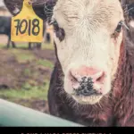 Foto de Vaca Formas Vermelhas Vegetariano Vegano Cartaz