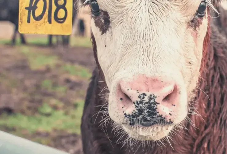 O Que a Vaca Bebe? Entenda a Dieta e os Cuidados com a Hidratação dos Bovinos 54 Foto de Vaca Formas Vermelhas Vegetariano Vegano Cartaz