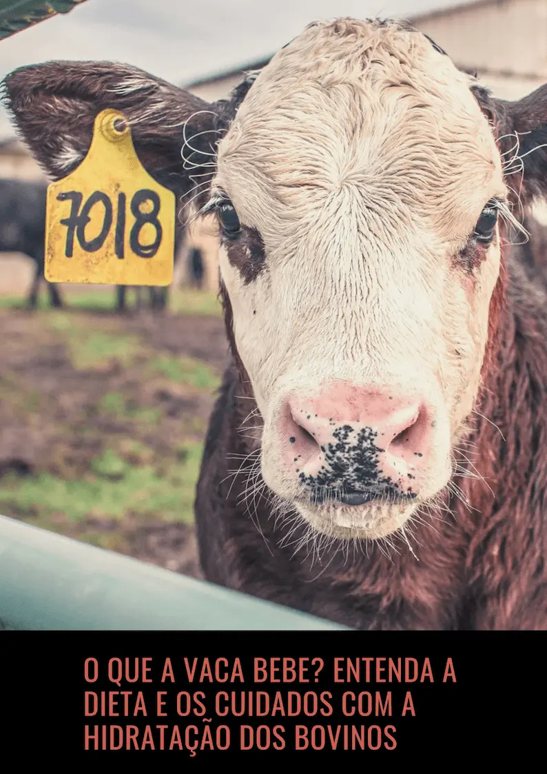 Foto de Vaca Formas Vermelhas Vegetariano Vegano Cartaz