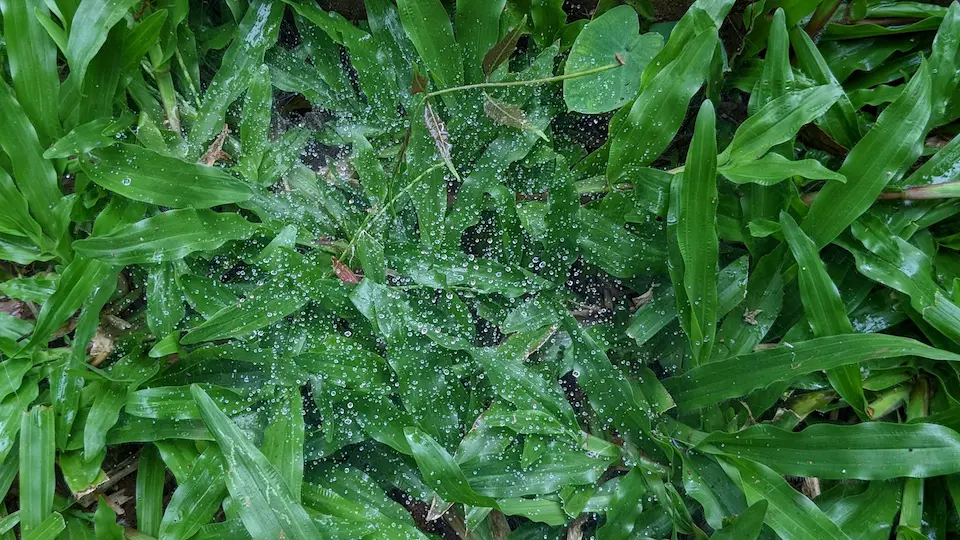 Para que serve o fungicida? 25 Fungicidas